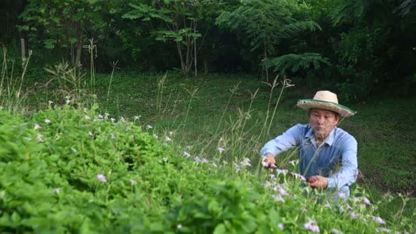 Jardinero Asiático Senior Macho Trabajador Recorte Arbustos Arbustos Con Acero — Vídeos de Stock