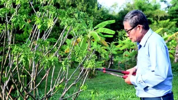 Jardinero Asiático Senior Macho Trabajador Recorte Arbustos Arbustos Con Acero — Vídeos de Stock