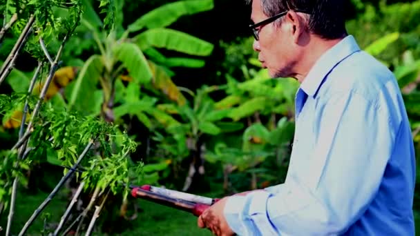 庭師アジアのシニア男性労働者は 庭のきれいな木の鋼のヘッジシアーで茂みや低木をトリミング — ストック動画