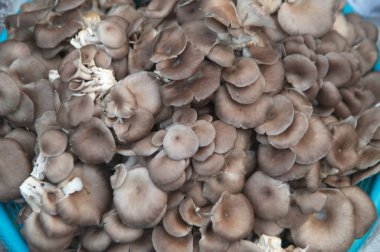 Taze gri istiridye mantarının dokusu ya da arka planı. Yemek pişirmek için taze çiğ istiridye mantarı..