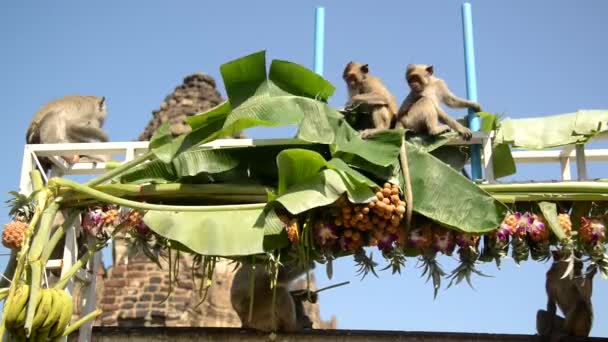 サルは地元の果物 サラダ デザートを食べ タイ中部のロッブリ県のプラ プラン ヨット寺院で開催されるモンキーパーティーフェスティバルに人々を感謝させる — ストック動画