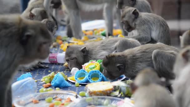 Macacos Gostam Comer Frutas Locais Legumes Salada Ovos Sobremesa Que — Vídeo de Stock