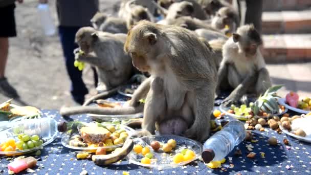 Scimmie Divertono Mangiare Frutta Verdura Insalata Uova Dessert Che Portano — Video Stock