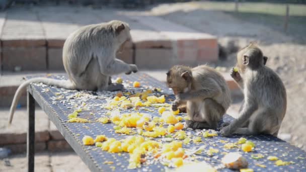 Małpy Lubią Jeść Lokalne Owoce Warzywa Sałatkę Jajka Deser Który — Wideo stockowe