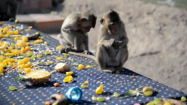 Scimmie Divertono Mangiare Frutta Verdura Insalata Uova Dessert Che Portano — Video Stock