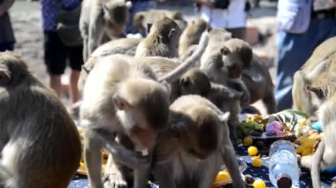 Maymunlar yerel meyve, sebze, salata, yumurta yemeyi seviyor. Bu da insanları Tayland 'ın ortasında Lopburi Bölgesi Phra Prang Sam Yot Tapınağı' ndaki Maymun Partisi Festivali 'nde teşekkür etmeye getiriyor..