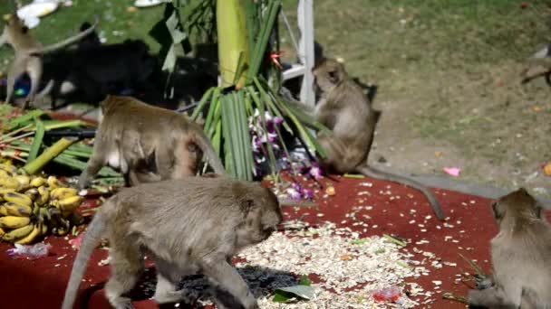 Los Monos Disfrutan Comiendo Frutas Locales Verduras Ensalada Huevos Postre — Vídeo de stock