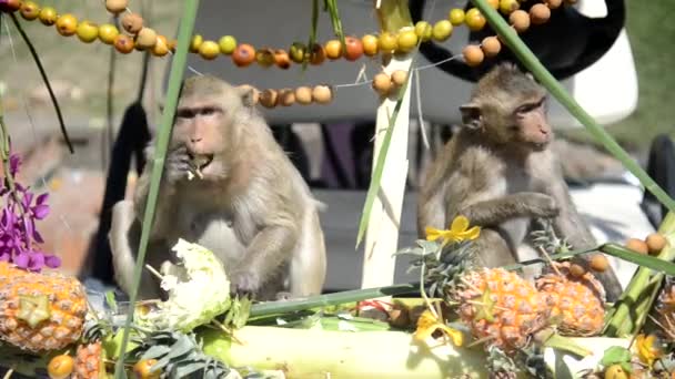 Apen Genieten Van Het Eten Van Lokaal Fruit Groenten Salade — Stockvideo