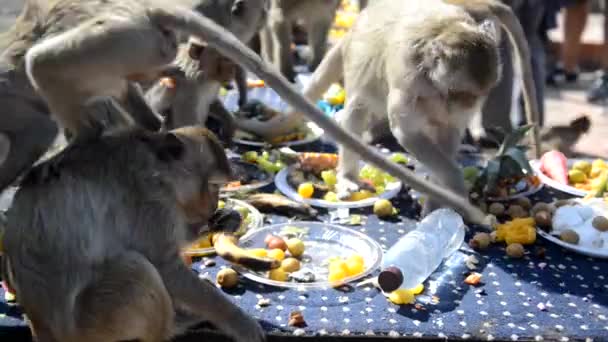 Los Monos Disfrutan Comiendo Frutas Locales Verduras Ensalada Huevos Postre — Vídeos de Stock