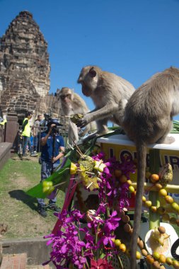 LOPBURI, THAILAND-NOVEMBER 25, 2018: Maymunlar Tayland 'ın orta kesimindeki Maymun Partisi Phra Prang Sam Yot tapınağında teşekkür etmek için getirdikleri yerel meyve, sebze, salata, yumurta, tatlı yemeyi seviyorlar.