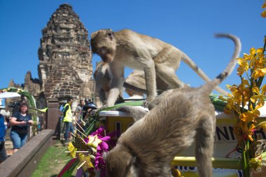 LOPBURI, THAILAND-NOVEMBER 25, 2018: Maymunlar Tayland 'ın orta kesimindeki Maymun Partisi Phra Prang Sam Yot tapınağında teşekkür etmek için getirdikleri yerel meyve, sebze, salata, yumurta, tatlı yemeyi seviyorlar.