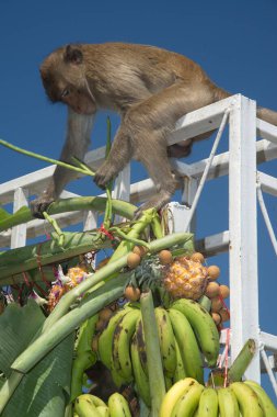 Maymunlar yerel meyve, sebze, salata, yumurta yemeyi seviyor. Bu da insanları Tayland 'ın ortasında Lopburi Bölgesi Phra Prang Sam Yot Tapınağı' ndaki Maymun Partisi Festivali 'nde teşekkür etmeye getiriyor..