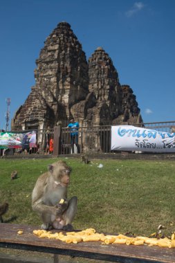 LOPBURI, THAILAND-NOVEMBER 25, 2018: Maymunlar Tayland 'ın orta kesimindeki Maymun Partisi Phra Prang Sam Yot tapınağında teşekkür etmek için getirdikleri yerel meyve, sebze, salata, yumurta, tatlı yemeyi seviyorlar.