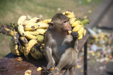 Maymunlar yerel meyve, sebze, salata, yumurta yemeyi seviyor. Bu da insanları Tayland 'ın ortasında Lopburi Bölgesi Phra Prang Sam Yot Tapınağı' ndaki Maymun Partisi Festivali 'nde teşekkür etmeye getiriyor..