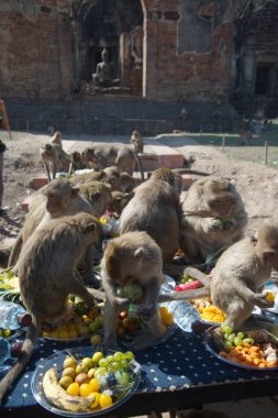 LOPBURI, THAILAND-NOVEMBER 25, 2018: Maymunlar Tayland 'ın orta kesimindeki Maymun Partisi Phra Prang Sam Yot tapınağında teşekkür etmek için getirdikleri yerel meyve, sebze, salata, yumurta, tatlı yemeyi seviyorlar.