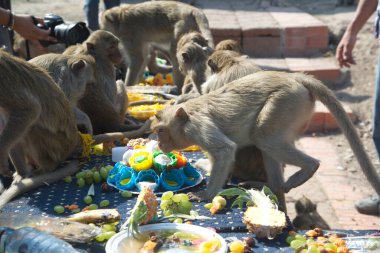 Maymunlar yerel meyve, sebze, salata, yumurta yemeyi seviyor. Bu da insanları Tayland 'ın ortasında Lopburi Bölgesi Phra Prang Sam Yot Tapınağı' ndaki Maymun Partisi Festivali 'nde teşekkür etmeye getiriyor..