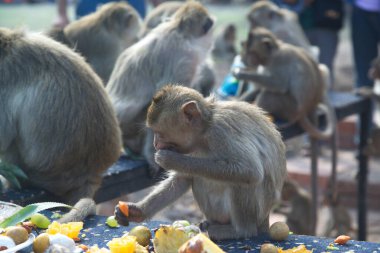 Maymunlar yerel meyve, sebze, salata, yumurta yemeyi seviyor. Bu da insanları Tayland 'ın ortasında Lopburi Bölgesi Phra Prang Sam Yot Tapınağı' ndaki Maymun Partisi Festivali 'nde teşekkür etmeye getiriyor..