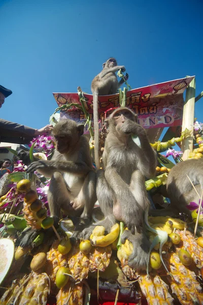 Lopburi Thailand November 2018 Maymunlar Tayland Orta Kesimindeki Maymun Partisi — Stok fotoğraf
