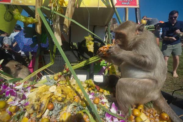 Lopburi Thailand Novembrie 2018 Maimuțele Bucură Consumul Fructe Locale Legume — Fotografie, imagine de stoc
