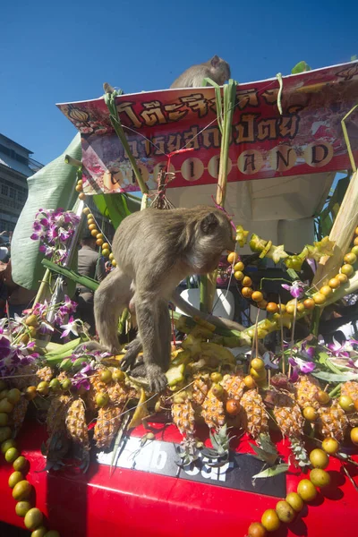 Małpy Lubią Jeść Lokalne Owoce Warzywa Sałatkę Jajka Deser Który — Zdjęcie stockowe