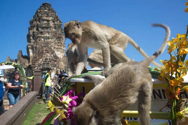 Lopburi Tajlandia Listopad 2018 Małpy Lubią Jeść Lokalne Owoce Warzywa — Zdjęcie stockowe