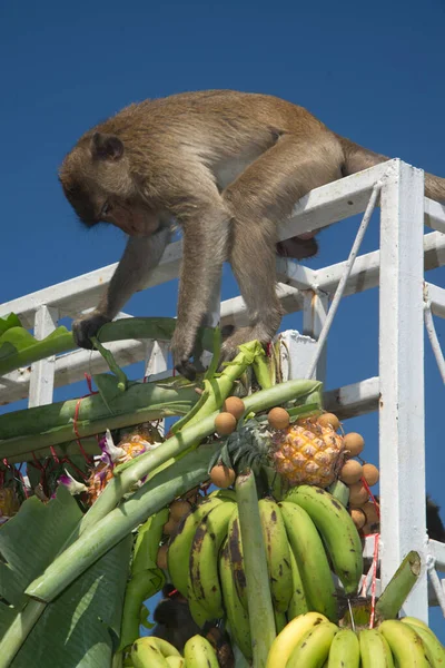 Maymunlar Yerel Meyve Sebze Salata Yumurta Yemeyi Seviyor Insanları Tayland — Stok fotoğraf