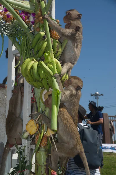 Lopburi Tailandia Noviembre 2018 Los Monos Disfrutan Comiendo Frutas Locales —  Fotos de Stock