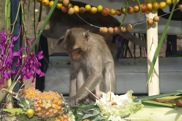 Maimuțele Bucură Mănânce Fructe Legume Salată Ouă Desert Care Aduc — Fotografie, imagine de stoc