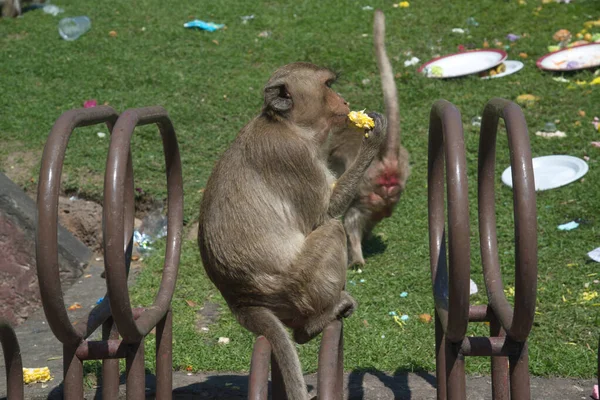 원숭이들은 샐러드 디저트를 먹는데 로인해 사람들은 중간에 사원에서 열리는 원숭이 — 스톡 사진