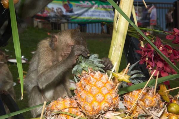 Los Monos Disfrutan Comiendo Frutas Locales Verduras Ensalada Huevos Postre — Foto de Stock