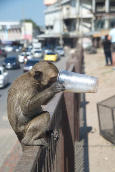 Mono Sienta Una Cerca Hierro Bebe Agua Una Taza Plástico — Foto de Stock