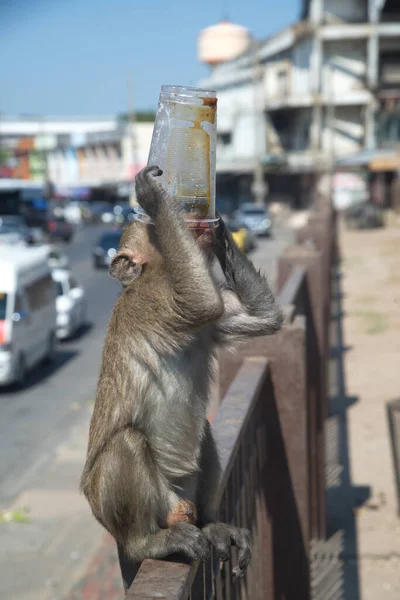 Macaco Senta Uma Cerca Ferro Bebe Água Copo Plástico — Fotografia de Stock
