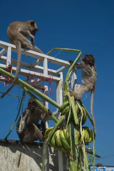 Πίθηκοι Απολαμβάνουν Την Κατανάλωση Τοπικών Φρούτων Λαχανικών Σαλάτα Αυγά Επιδόρπιο — Φωτογραφία Αρχείου