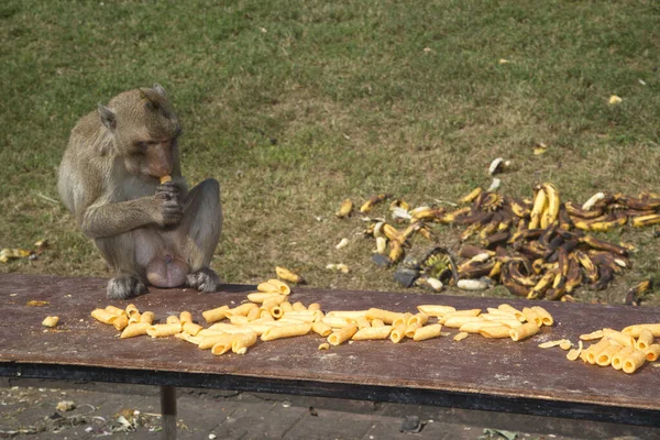 Πίθηκοι Απολαμβάνουν Την Κατανάλωση Τοπικών Φρούτων Λαχανικών Σαλάτα Αυγά Επιδόρπιο — Φωτογραφία Αρχείου