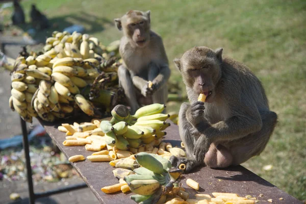 원숭이들은 샐러드 디저트를 먹는데 로인해 사람들은 중간에 사원에서 열리는 원숭이 — 스톡 사진