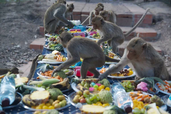 Lopburi Tailandia Noviembre 2018 Los Monos Disfrutan Comiendo Frutas Locales — Foto de Stock