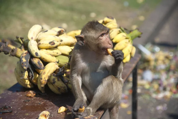 Maymunlar Yerel Meyve Sebze Salata Yumurta Yemeyi Seviyor Insanları Tayland — Stok fotoğraf