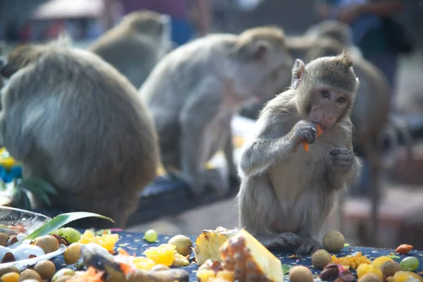 Monkeys Enjoy Eating Local Fruits Vegetables Salad Eggs Dessert Which — Stock Photo, Image