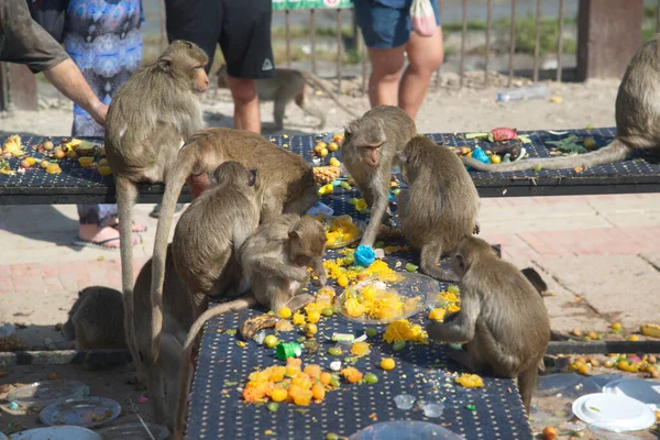 Lopburi Thailand Novembrie 2018 Maimuțele Bucură Consumul Fructe Locale Legume — Fotografie, imagine de stoc