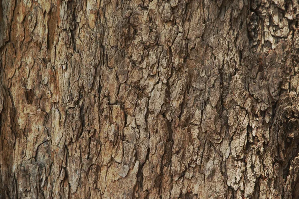 Rindenstruktur Und Hintergrund Eines Baumstammes Detaillierte Rindenstruktur Natürlicher Hintergrund — Stockfoto