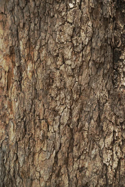 树干的树皮质感和背景 详细的树皮质感自然背景 — 图库照片