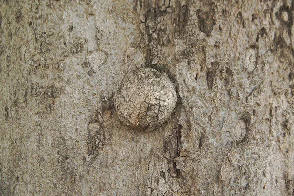 Šedohnědá Dřevěná Textura Pozadí Stromu Abstrakt Stromu — Stock fotografie