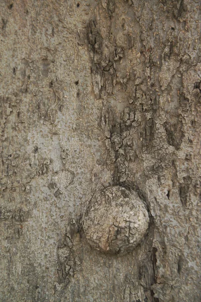 Grå Brun Træ Tekstur Baggrund Fra Træ Abstrakt Træ - Stock-foto