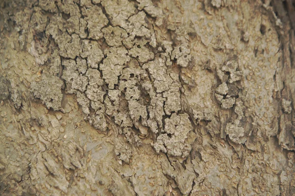 Textura Madeira Marrom Cinza Fundo Uma Árvore Resumo Uma Árvore — Fotografia de Stock