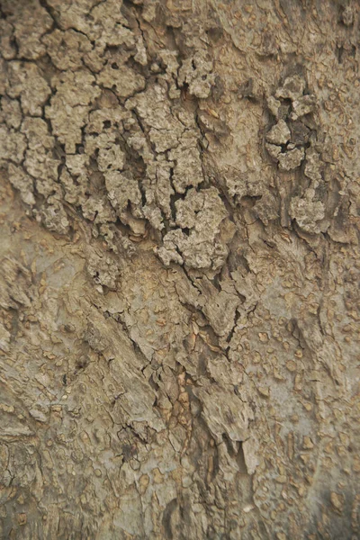 Szary Brunatny Drewniany Faktura Tło Drzewo Streszczenie Drzewa — Zdjęcie stockowe