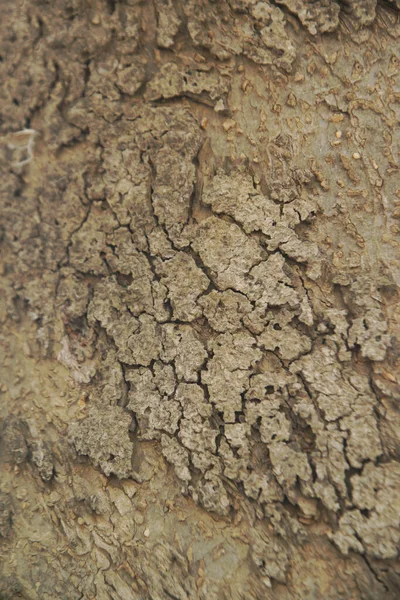 Textura Madera Marrón Grisácea Fondo Árbol Resumen Árbol — Foto de Stock