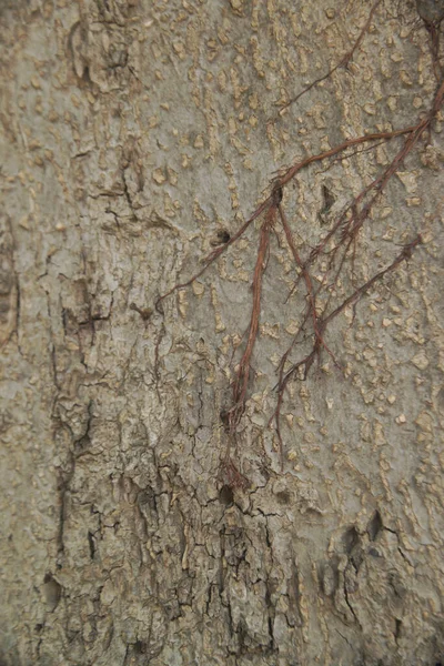 Gri Kahverengi Ahşap Doku Bir Ağaçtan Arkaplan Bir Ağacın Özeti — Stok fotoğraf