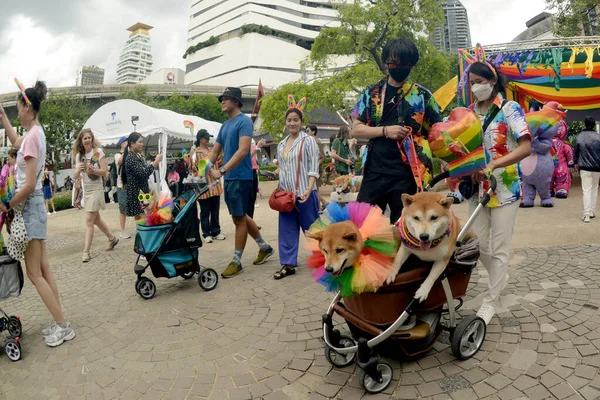 Бангкок Таиланд Июня 2023 Вид Празднующих Улицах Домашними Животными Демонстрирующих — стоковое фото