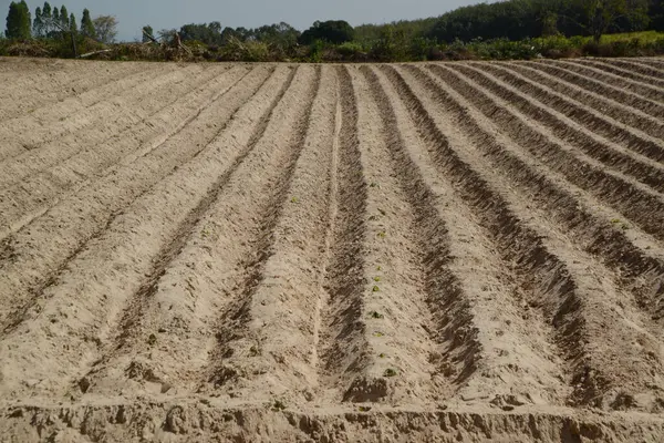 Rów Wykopany Celu Przygotowania Sadzenia Cassava Uprawy Upraw Gruntach Ornych — Zdjęcie stockowe