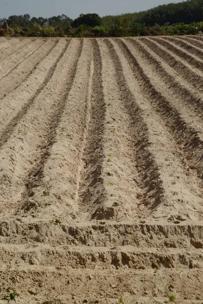 Cassava Ekmeye Hazırlanmak Için Çukur Kazıldı Tarıma Elverişli Topraklarda Mahsul — Stok fotoğraf